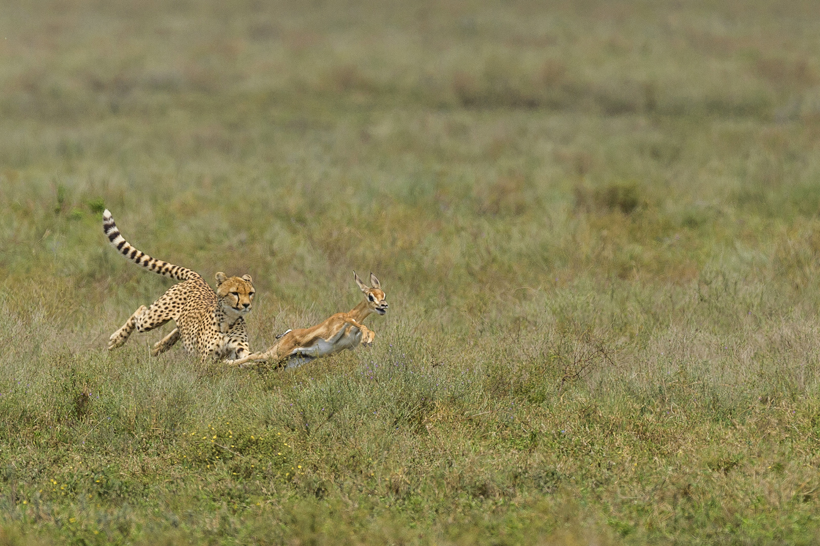 Sathyanarayana C R (India) Cheetah Hunt